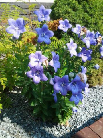 Foto van Platycodon 'Mariesii'