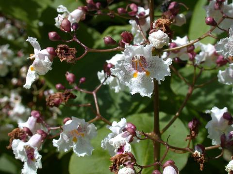 Foto van Trompetboom ‘Purpurea’