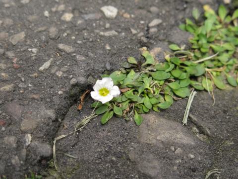 Foto van Witte beker