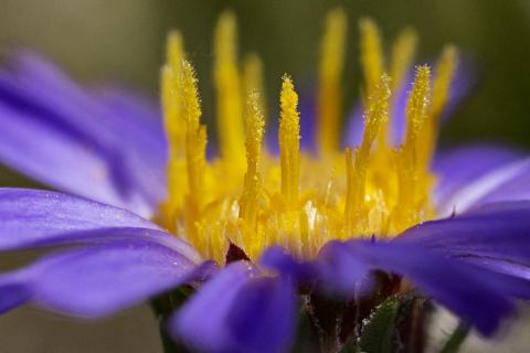 Foto van Tundra aster