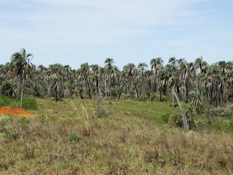 Foto van Yataypalm