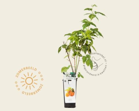 Foto van Gele framboos ‘Golden Everest’