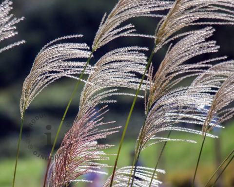 Foto van Prachtriet ‘Kleine Silberspinne’