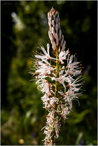 Foto van Witte affodil