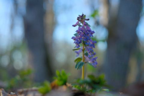 Foto van Vingerhelmbloem