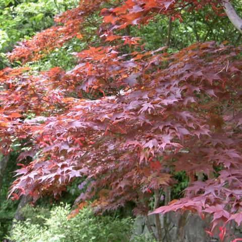 Foto van Acer 'Ruslyn In The Pink'