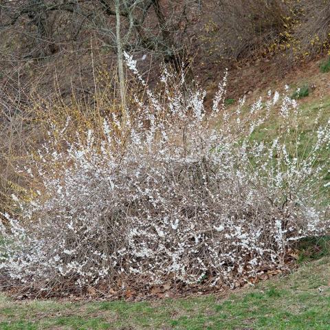 Foto van Witte forsythia