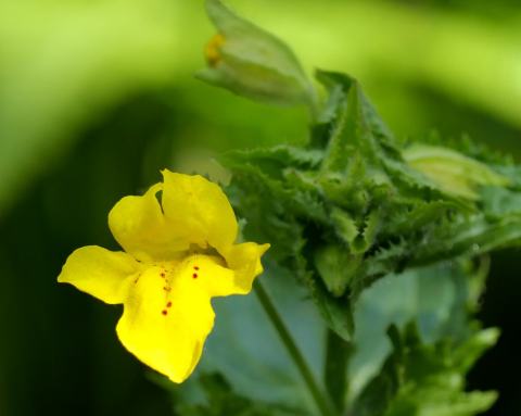 Foto van Blauwe maskerbloem