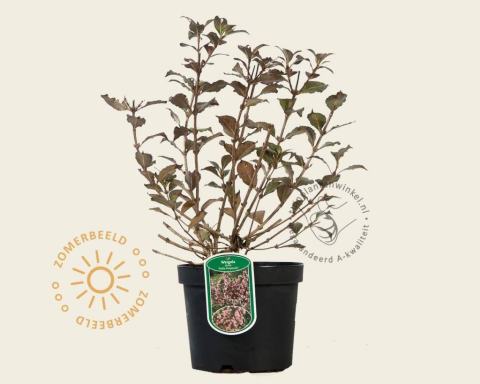 Foto van Weigelia ‘Foliis Purpureis’