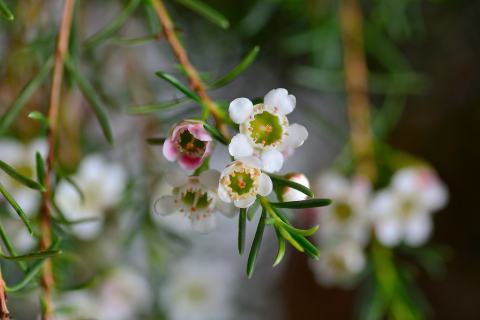 Foto van Wasbloem