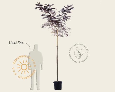 Foto van Perzische slaapboom ‘Summer Chocolate’