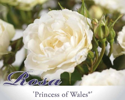 Foto van Trosroos ‘Princess of Wales’