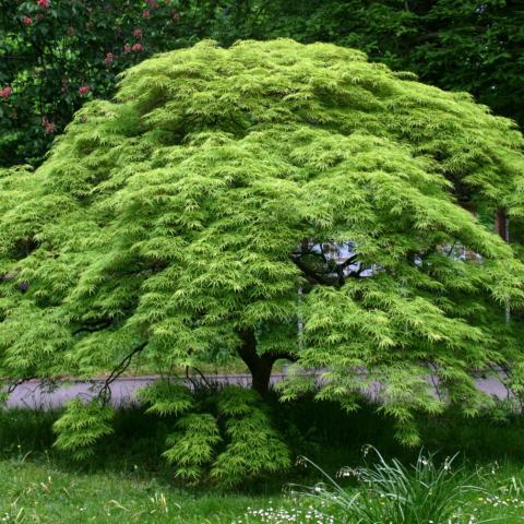 Foto van Acer 'Brandt's Dwarf'