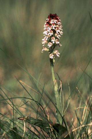 Foto van Aangebrande orchis