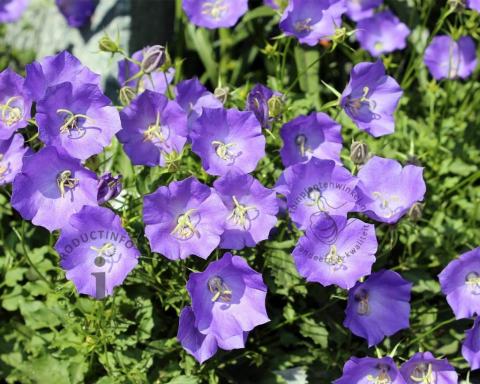 Foto van Karpatenklokje ‘Blaue Clips’