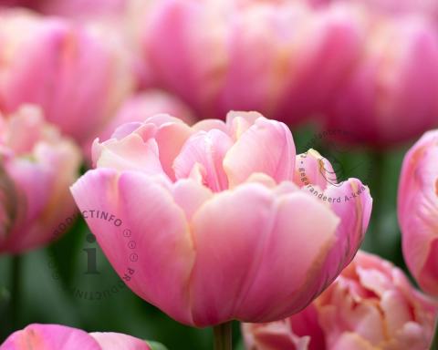 Foto van Tulp ‘Upstar’