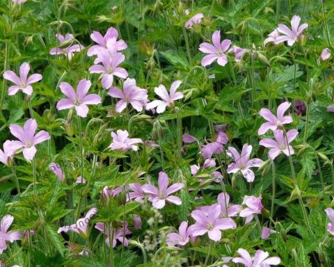 Foto van Ooievaarsbek ‘Wargrave Pink’