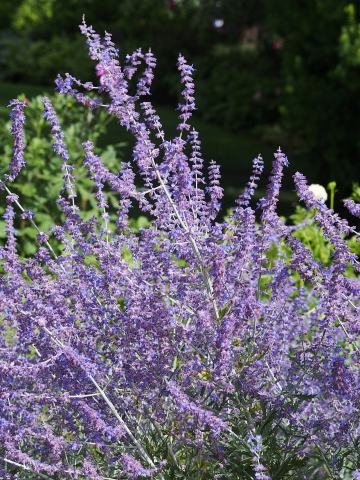 Foto van Russische salie ‘Blue Spire’