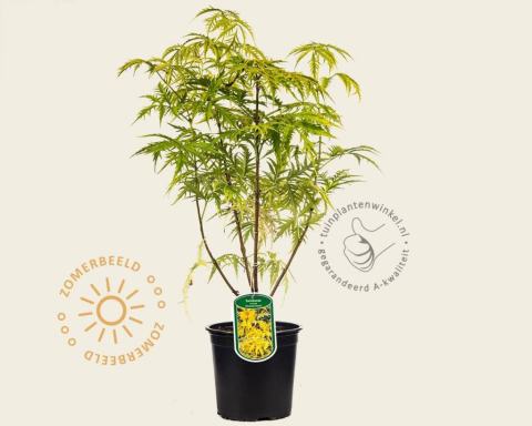 Foto van Gele trosvlier ‘Plumosa Aurea’