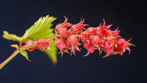 Foto van Trosspirea