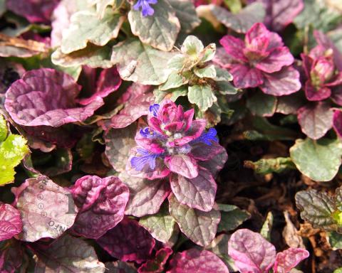 Foto van Kruipend zenegroen ‘Burgundy Glow’
