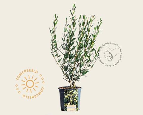 Foto van Steenlinde