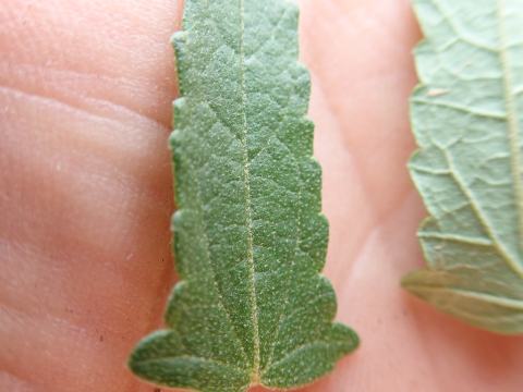 Foto van Speerbladige moerashibiscus