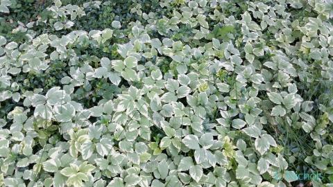 Foto van Aegopodium 'Variegatum'