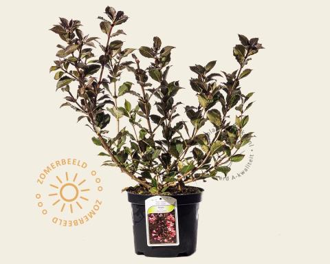 Foto van Weigelia ‘Nana Purpurea’
