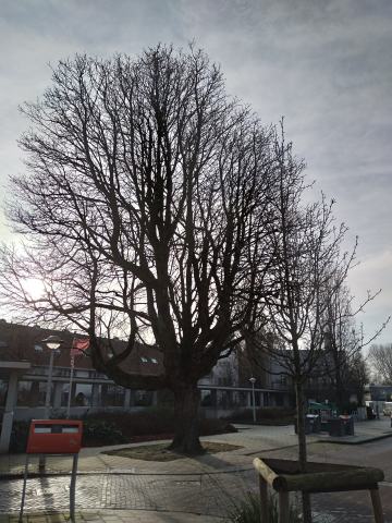 Foto van Aesculus 'Baumannii'