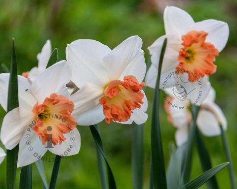 Foto van Narcis ‘Pink Charm’