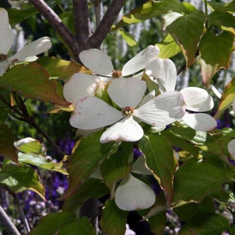 Foto van Cornus 'Constellation'