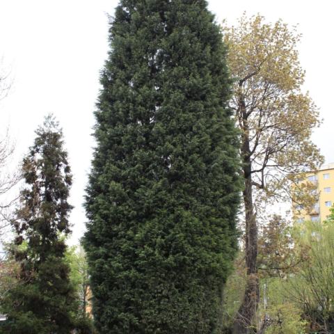 Foto van Hesperotropsis 'Naylor's Blue'