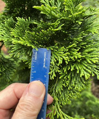 Foto van Chamaecyparis 'Nana Gracilis'
