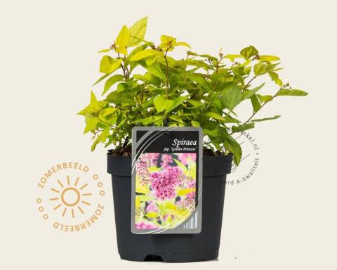 Foto van Spirea ‘Golden Princess’