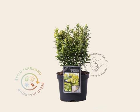 Foto van Kardinaalshoed ‘Microphyllus Aureovariegata’