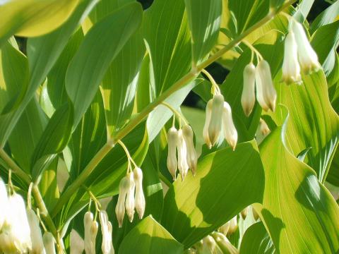 Foto van Tuinsalomonszegel