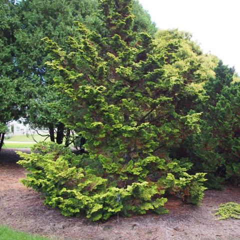 Foto van Chamaecyparis 'Aurea'