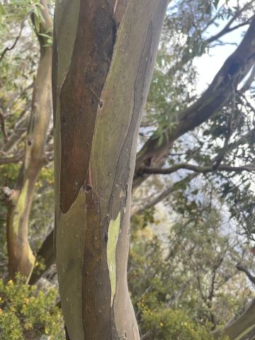 Foto van Urn-eucalyptus