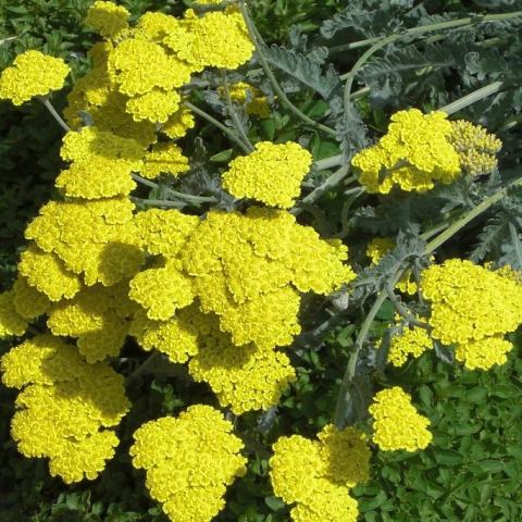 Foto van Achillea 'Moonshine'