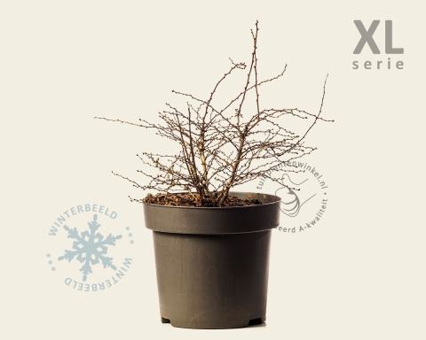 Foto van Japanse zuurbes ‘Aurea’