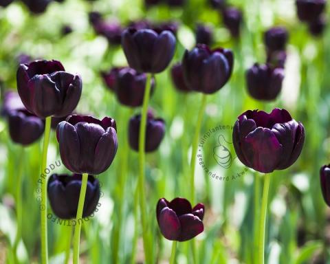 Foto van Zwarte tulp ‘Queen of Night’