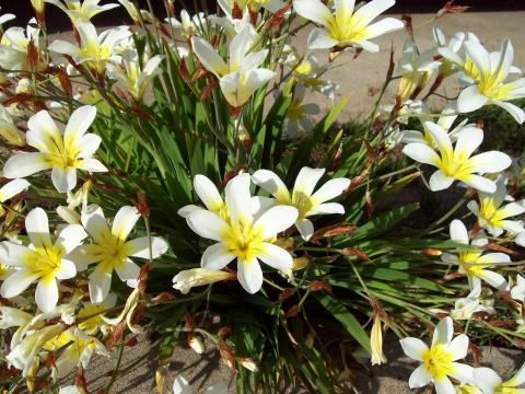 Foto van Zigeunerbloem