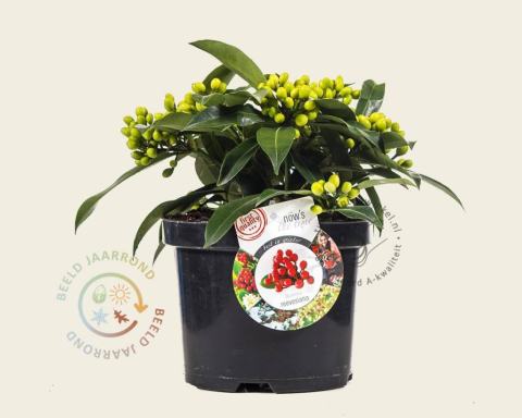 Foto van Skimmia (Tweeslachtig)