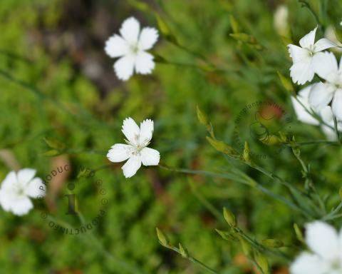 Foto van Steenanjer ‘Albiflorus’