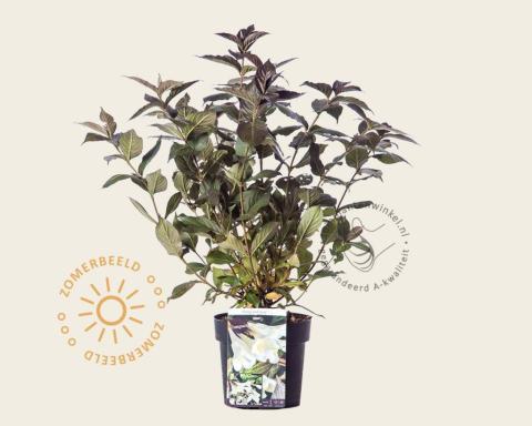 Foto van Weigela ‘Ebony and Ivory’