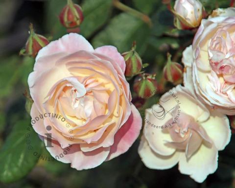Foto van Klimroos ‘New Dreams’