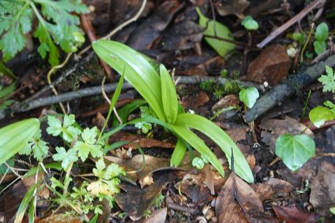 Foto van Veelbladige orchis