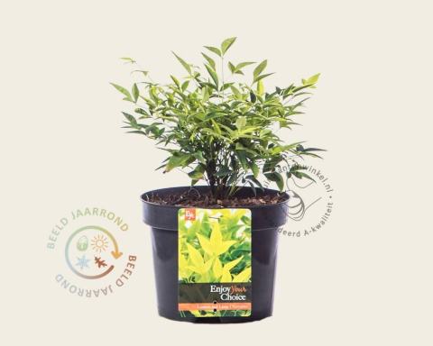 Foto van Hemelse bamboe ‘Lemon and Lime’