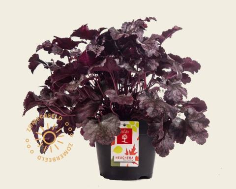 Foto van Purperklokje ‘Plum Pudding’
